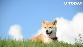 在指控中,Dogechain (DC) 价格持续飙升_GEC:COI