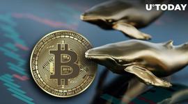中本聪时代的比特币鲸鱼搅动,铲除大量比特币藏品_HAI:NCHAIN